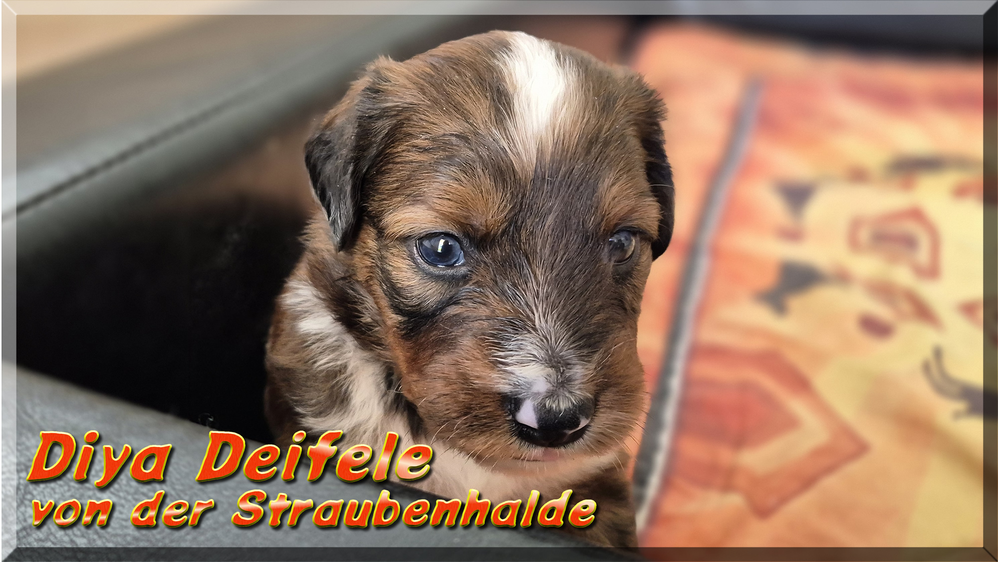 Diya Deifele von der Straubenhalde